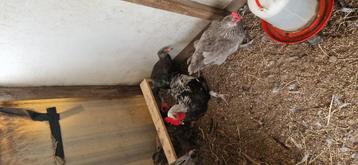 MARANS KIPPEN beschikbaar voor biedingen