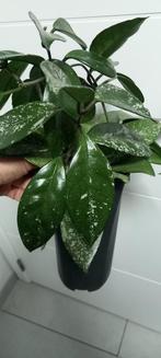 Hoya carnosa stardust splash, Huis en Inrichting, Kamerplanten, Ophalen