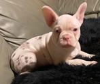 franse bulldog pups,reu, Dieren en Toebehoren, Honden | Bulldogs, Pinschers en Molossers, België, Reu, 8 tot 15 weken, CDV (hondenziekte)