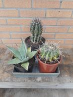 planten, Tuin en Terras, Ophalen of Verzenden, Vaste plant, Overige soorten, Volle zon