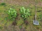 Laurier / Prunus laurocerasus Novita 60/80 cm € 1,75, Jardin & Terrasse, Plantes | Arbustes & Haies, Enlèvement, Laurier, Haie