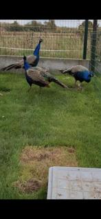 pauwen, Dieren en Toebehoren, Pluimvee