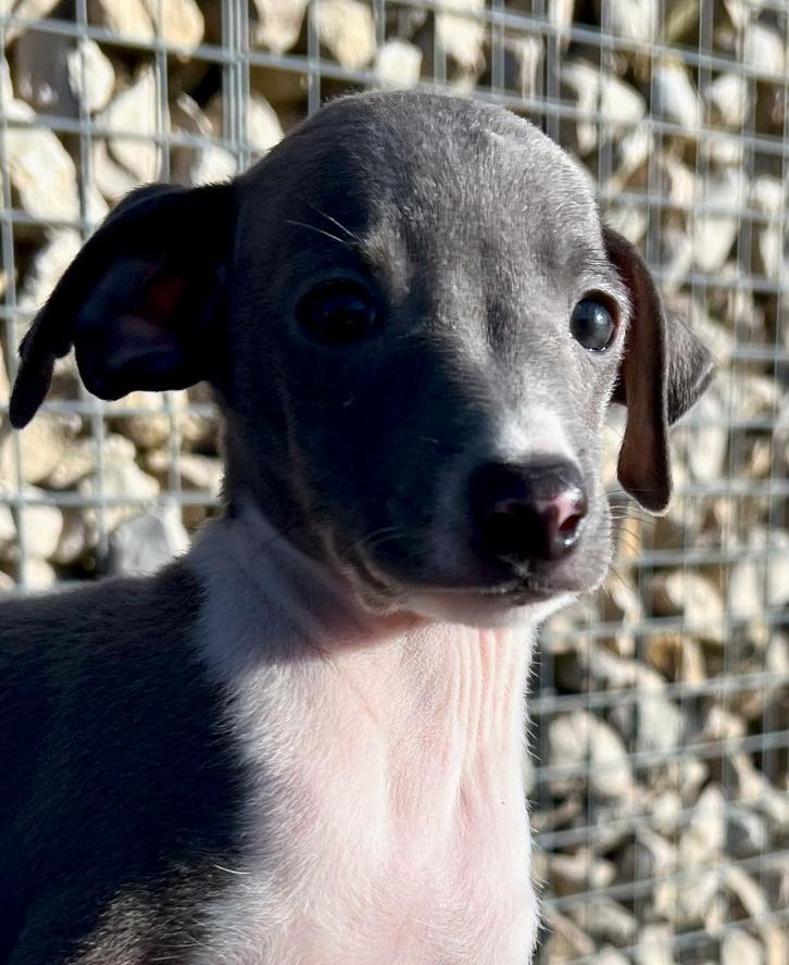 Italiaanse windhond pups, Animaux & Accessoires, Chiens | Lévriers, Plusieurs animaux, Autres races, Éleveur | Loisir, Plusieurs