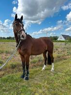 5 jarig springpaard, Dieren en Toebehoren, Paarden, Ruin, Springpaard