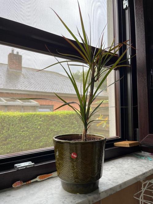 Dracaena of Drakenboom + Cache-pot, Huis en Inrichting, Kamerplanten, Halfschaduw, In pot, Ophalen of Verzenden