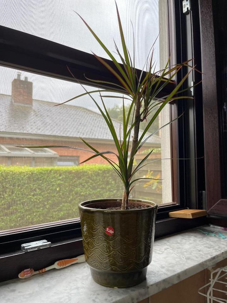 Dracaena of Drakenboom + Cache-pot, Huis en Inrichting, Kamerplanten, Halfschaduw, In pot, Ophalen of Verzenden