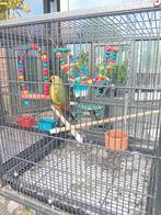 Een bergparkiet man, Dieren en Toebehoren, Mannelijk, Parkiet, Geringd