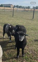Herdwick ram lammeren (4), Dieren en Toebehoren, Schapen, Geiten en Varkens, Mannelijk, Schaap, 0 tot 2 jaar