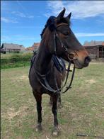 prachtige merrie te koop, Animaux & Accessoires, Poneys, Poney C (1.27 m à 1.37m), 11 ans ou plus, Poney de récréation, Jument