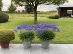 Agapanthus zaadjes, Tuin en Terras, Bloembollen en Zaden, Verzenden, Voorjaar, Zaad