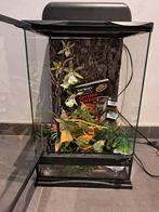 terrarium, Dieren en Toebehoren, Ophalen, Zo goed als nieuw, Terrarium of Paludarium