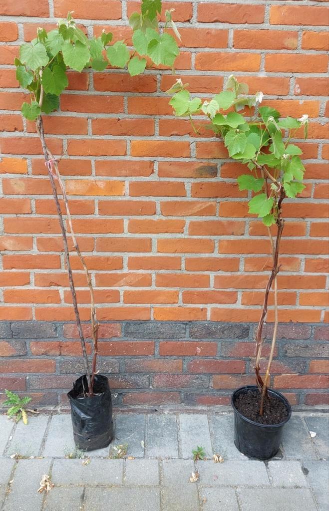 Druivelaar, Jardin & Terrasse, Plantes | Arbustes & Haies, Enlèvement