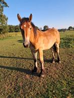 Prachtig trekpaard, Dieren en Toebehoren, Paarden