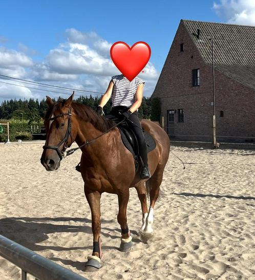2e leaser gezocht voor leuke ruin!, Dieren en Toebehoren, Paarden en Pony's | Verzorgingsproducten, Zo goed als nieuw, Ophalen of Verzenden
