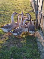 Chinese gans 50 per stuk  alle 6 voor 250