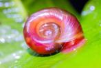 posthoornslak, Dieren en Toebehoren, Vissen | Aquariumvissen