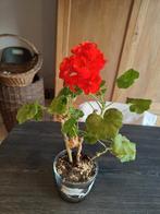 Zelf gekweekte geranium in glazen pot. Mooie rode bloemen., Huis en Inrichting, Kamerplanten, Overige soorten, Ophalen of Verzenden