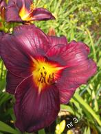 Hemerocallis  nr 3, Ophalen of Verzenden
