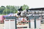Fijne 11-jarige sportmerrie (Christian x Lancer ||), Dieren en Toebehoren, Paarden, Merrie, Springpaard, M, 170 tot 175 cm