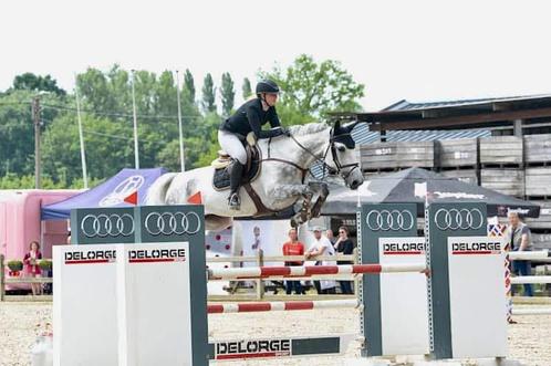 Fijne 11-jarige sportmerrie (Christian x Lancer ||), Dieren en Toebehoren, Paarden, Merrie, M, 170 tot 175 cm, 11 jaar of ouder