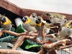 3 Kleine Cubavinken, Dieren en Toebehoren, Geringd