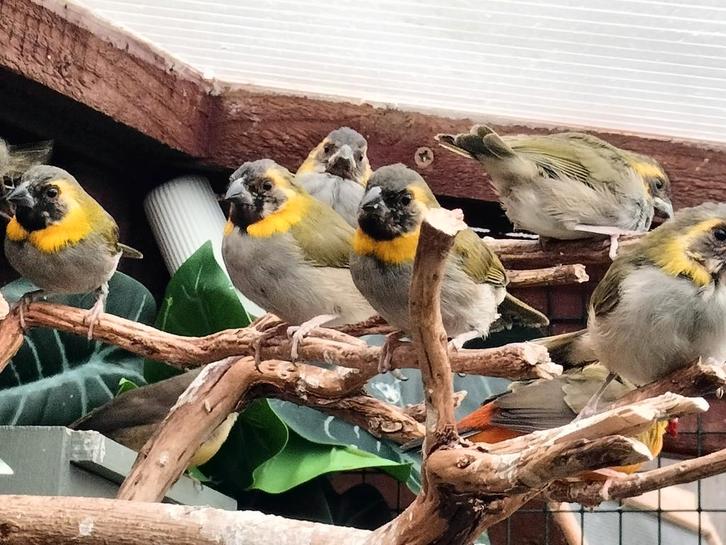 3 Kleine Cubavinken, Dieren en Toebehoren, Vogels | Overige Vogels, Geringd