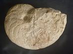 Grand et lourd nautile fossile de France - 35 cm, Enlèvement ou Envoi, Fossile