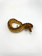 0.2 enchi asphalt clown - Python regius, Dieren en Toebehoren, Reptielen en Amfibieën