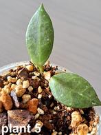 Hoya Rebecca  planten  "5", Huis en Inrichting, Kamerplanten, Overige soorten, In pot, Minder dan 100 cm, Bloeiende kamerplant