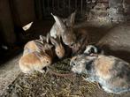 Konijntjes, Dieren en Toebehoren, Konijnen, Meerdere dieren, Middelgroot, 0 tot 2 jaar