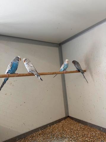 Dunfallow blackface en splitten en melanistic beschikbaar voor biedingen