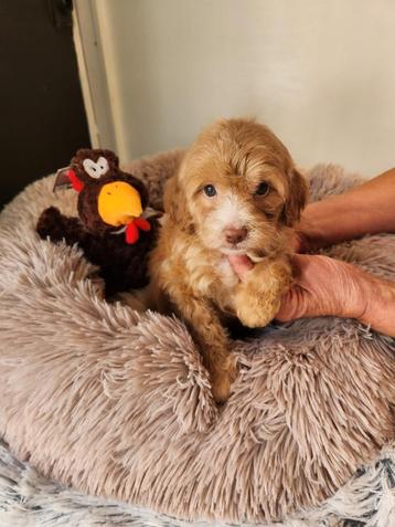 Maltipoo pup teefje, Chienne, Belgique, Bichon maltais, 8 à 15 semaines