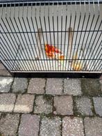 rubino oranje roodruggen, Dieren en Toebehoren, Geringd