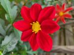 Dahlia knollen rood, Tuin en Terras, Ophalen of Verzenden, Voorjaar, Halfschaduw, Knol