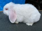 Nhd voedster 8 weken oud, Dieren en Toebehoren, Konijnen, Vrouwelijk, Dwerg, Hangoor, 0 tot 2 jaar