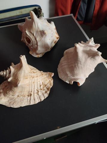 Coques, Enlèvement, Coquillage(s)