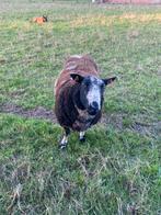 baggerbond bok forse bok, Dieren en Toebehoren, Mannelijk, Schaap, 0 tot 2 jaar
