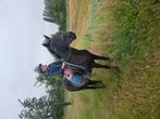 Brave c pony beginners, Dieren en Toebehoren, Paarden, Merrie