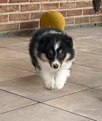 Laatste pup Shetland sheepdog scheltie FCI stamboom, Dieren en Toebehoren, Particulier, Reu, CDV (hondenziekte), 8 tot 15 weken
