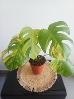 Monstera aurea marmorata tricolor, Ophalen of Verzenden