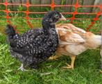 Jonge haantjes gratis, Dieren en Toebehoren, Pluimvee