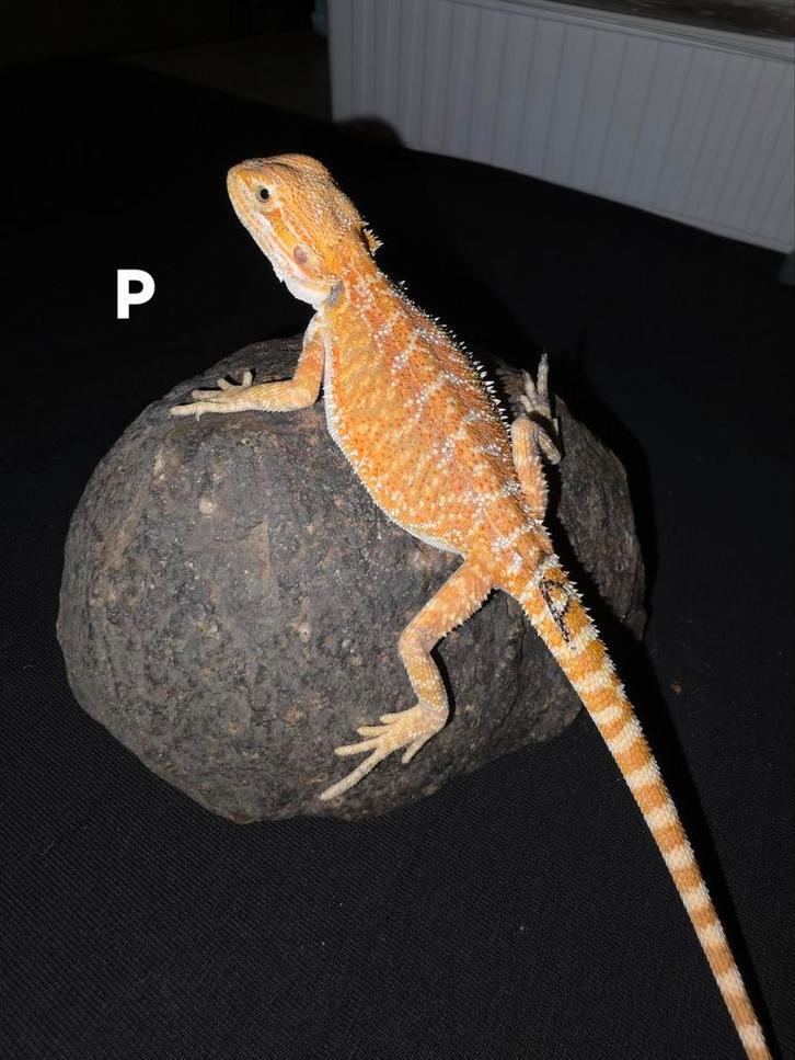 Orange bluebar baardagaam-man met toenip, Dieren en Toebehoren, Reptielen en Amfibieën, Hagedis, 0 tot 2 jaar, Tam
