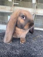 Franse hangoor konijn, Dieren en Toebehoren, Konijnen, Hangoor