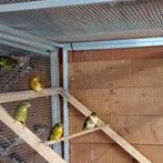 3 dikbek jongen van 2025 geringd 100€ stuk, Dieren en Toebehoren, Vogels | Kanaries, Geslacht onbekend