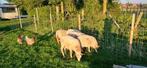 houtland ooitjes en rammetjes, Animaux & Accessoires, Moutons, Chèvres & Cochons, Mouton, Plusieurs animaux, 0 à 2 ans
