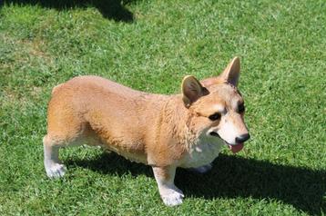 Standbeeld van een levensgrote CORGI-hond! beschikbaar voor biedingen