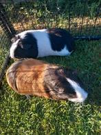 2 vrouwelijke CAVIAS, Dieren en Toebehoren, Konijnen