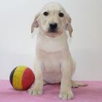 Blonde & Zwart Labrador puppy's te koop (Belgisch), België, Handelaar, CDV (hondenziekte), 8 tot 15 weken