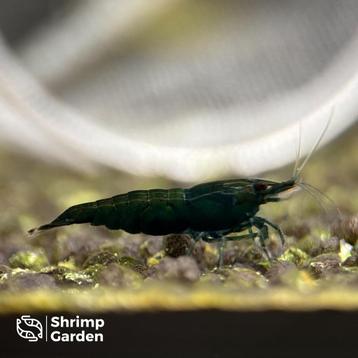 Green Emerald Neocaridina garnalen beschikbaar voor biedingen