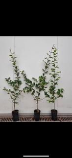 Carpinus betulus 150-175 in pot, Tuin en Terras, Ophalen, Haagbeuk